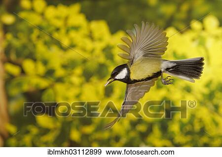 "Great Tit (Parus major) in flight, Asbach, Bad Hersfeld, Hesse, Germany, Europe" View Large Photo Image Stock Photo - "Great Tit (Parus major) in flight, Asbach, Bad Hersfeld, Hesse, Germany, Europe". Fotosearch