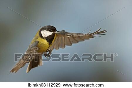 "Great Tit (Parus major) in flight, Asbach, Bad Hersfeld, Hesse, Germany, Europe" View Large Photo Image Stock Photo - "Great Tit (Parus major) in flight, Asbach, Bad Hersfeld, Hesse, Germany, Europe". Fotosearch