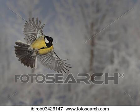 "Great Tit (Parus major) in flight, winter, Erfurt, Thuringia, Germany, Europe" View Large Photo Image Stock Photo - "Great Tit (Parus major) in flight, winter, Erfurt, Thuringia, Germany, Europe". Fotosearch