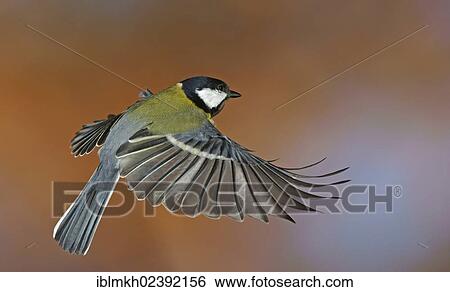 "Great Tit (Parus major), in flight, Bad Hersfeld, Hesse, Germany, Europe" View Large Photo Image Stock Photograph - "Great Tit (Parus major), in flight, Bad Hersfeld, Hesse, Germany, Europe". Fotosearch