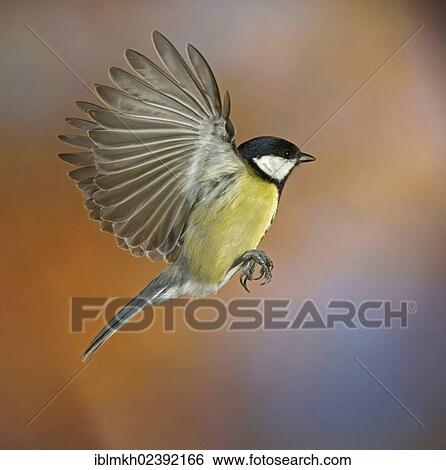 "Great Tit (Parus major), in flight, Bad Hersfeld, Hesse, Germany, Europe" View Large Photo Image Stock Photograph - "Great Tit (Parus major), in flight, Bad Hersfeld, Hesse, Germany, Europe". Fotosearch