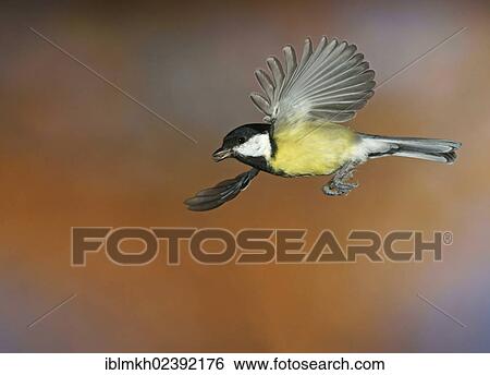 "Great Tit (Parus major), in flight, Bad Hersfeld, Hesse, Germany, Europe" View Large Photo Image Stock Photograph - "Great Tit (Parus major), in flight, Bad Hersfeld, Hesse, Germany, Europe". Fotosearch