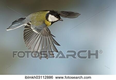 "Great Tit (Parus major) in flight, Asbach, Bad Hersfeld, Hesse, Germany, Europe" View Large Photo Image Stock Photograph - "Great Tit (Parus major) in flight, Asbach, Bad Hersfeld, Hesse, Germany, Europe". Fotosearch