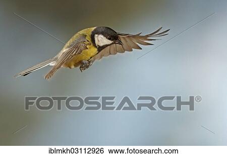 "Great Tit (Parus major) in flight, Asbach, Bad Hersfeld, Hesse, Germany, Europe" View Large Photo Image Stock Photograph - "Great Tit (Parus major) in flight, Asbach, Bad Hersfeld, Hesse, Germany, Europe". Fotosearch
