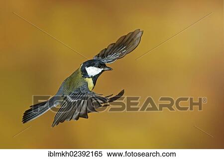 "Great Tit (Parus major), in flight, Bad Hersfeld, Hesse, Germany, Europe" View Large Photo Image Stock Photography - "Great Tit (Parus major), in flight, Bad Hersfeld, Hesse, Germany, Europe". Fotosearch