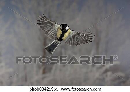 "Great Tit (Parus major) in flight, winter, Erfurt, Thuringia, Germany, Europe" View Large Photo Image Stock Photography - "Great Tit (Parus major) in flight, winter, Erfurt, Thuringia, Germany, Europe". Fotosearch