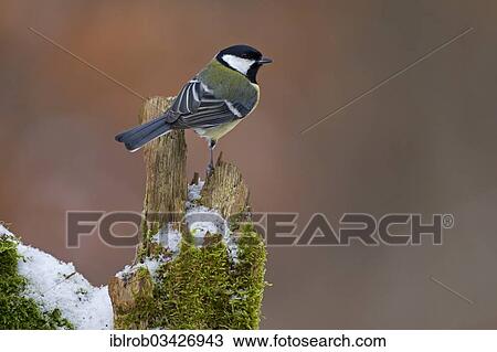 "Great Tit (Parus major) in winter, Erfurt, Thuringia, Germany, Europe" View Large Photo Image Stock Image - "Great Tit (Parus major) in winter, Erfurt, Thuringia, Germany, Europe". Fotosearch