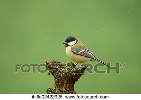 Great Tit (Parus major), Limburg an der Lahn, Hesse, Germany, Europe View Large Photo Image Stock Photograph - Great Tit (Parus major), Limburg an der Lahn, Hesse, Germany, Europe. Fotosearch