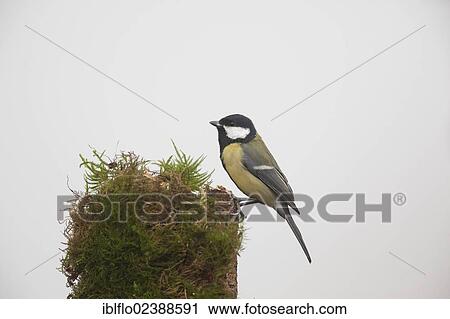 "Great Tit (Parus major), Limburg an der Lahn, Hesse, Germany, Europe" View Large Photo Image Stock Image - "Great Tit (Parus major), Limburg an der Lahn, Hesse, Germany, Europe". Fotosearch