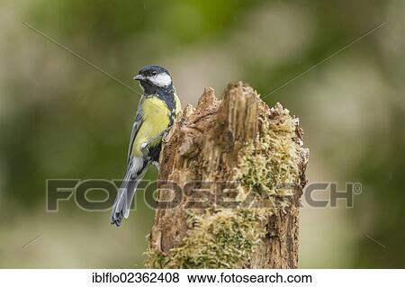 Stock Photo - "Great tit (Parus major), Limburg an der Lahn, Hesse, Germany, Europe". Fotosearch