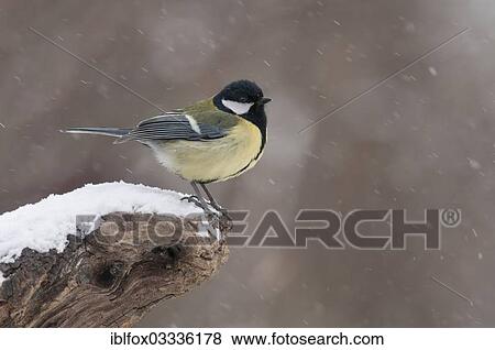 "Great Tit (Parus major), male perched on a tree stump during snowfall, Innsbruck, Tyrol, Austria, Europe" View Large Photo Image Stock Photo - "Great Tit (Parus major), male perched on a tree stump during snowfall, Innsbruck, Tyrol, Austria, Europe". Fotosearch