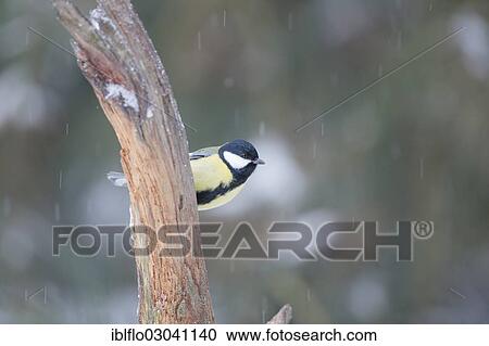 "Great Tit (Parus major), Offheim, Limburg an der Lahn, Hesse, Germany, Europe" View Large Photo Image Stock Image - "Great Tit (Parus major), Offheim, Limburg an der Lahn, Hesse, Germany, Europe". Fotosearch