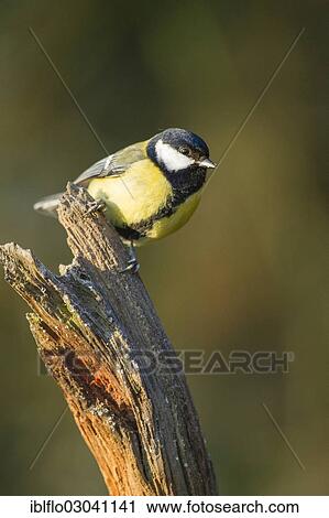 "Great Tit (Parus major), Offheim, Limburg an der Lahn, Hesse, Germany, Europe" View Large Photo Image Stock Image - "Great Tit (Parus major), Offheim, Limburg an der Lahn, Hesse, Germany, Europe". Fotosearch