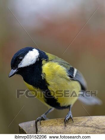 "Great Tit (Parus major) perched on a spade, Eifel, Rhineland-Palatinate, Germany, Europe" View Large Photo Image Stock Photograph - "Great Tit (Parus major) perched on a spade, Eifel, Rhineland-Palatinate, Germany, Europe". Fotosearch