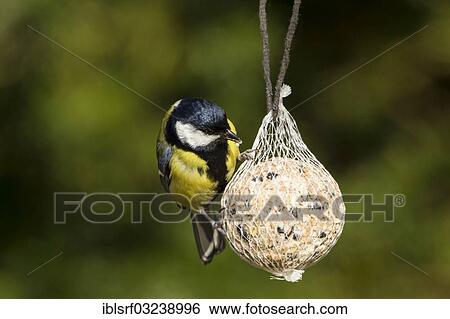 "Great Tit (Parus major) perched on a fat ball, Bergshausen, Fuldabruck, Hesse, Germany, Europe" View Large Photo Image Stock Photograph - "Great Tit (Parus major) perched on a fat ball, Bergshausen, Fuldabruck, Hesse, Germany, Europe". Fotosearch