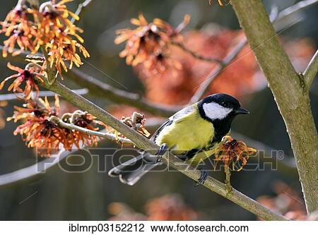 Stock Image - "Great Tit (Parus major) perched on flowering witch hazel (Hamamelis x intermedia Jelena), Eifel, Rhineland-Palatinate, Germany, Europe". Fotosearch