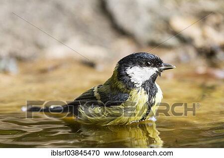 "Great Tit (Parus major), taking a bath, Hesse, Germany, Europe" View Large Photo Image Stock Image - "Great Tit (Parus major), taking a bath, Hesse, Germany, Europe". Fotosearch