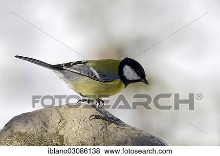 "Great Tit (Parus major), Tyrol, Austria, Europe" View Large Photo Image Stock Photo - "Great Tit (Parus major), Tyrol, Austria, Europe". Fotosearch