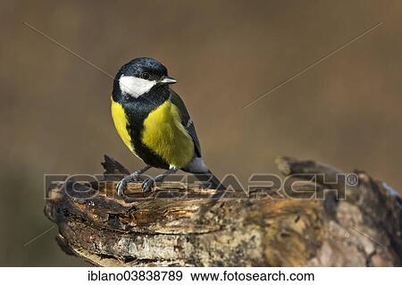 "Great Tit (Parus major), Tyrol, Austria, Europe" View Large Photo Image Stock Photo - "Great Tit (Parus major), Tyrol, Austria, Europe". Fotosearch