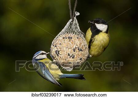 Stock Photo - "Great Tits (Parus major) perched on a fat ball, Bergshausen, Fuldabruck, Hesse, Germany, Europe". Fotosearch
