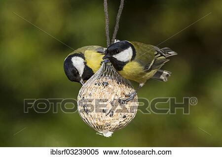 "Great Tits (Parus major) perched on a fat ball, Bergshausen, Fuldabruck, Hesse, Germany, Europe" View Large Photo Image Stock Photography - "Great Tits (Parus major) perched on a fat ball, Bergshausen, Fuldabruck, Hesse, Germany, Europe". Fotosearch