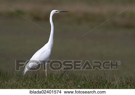"Great White Egret or Great White Heron (Ardea alba Casmerodius albus) standing alert in a meadow, Apetlon, Lake Neusiedl, Burgenland, Austria, Europe" View Large Photo Image Picture - "Great White Egret or Great White Heron (Ardea alba Casmerodius albus) standing alert in a meadow, Apetlon, Lake Neusiedl, Burgenland, Austria, Europe". Fotosearch