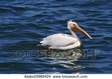 "Great white pelican (Pelecanus onocrotalus) in Walvis Bay, Erongo Region, Namibia, Africa" View Large Photo Image Picture - "Great white pelican (Pelecanus onocrotalus) in Walvis Bay, Erongo Region, Namibia, Africa". Fotosearch