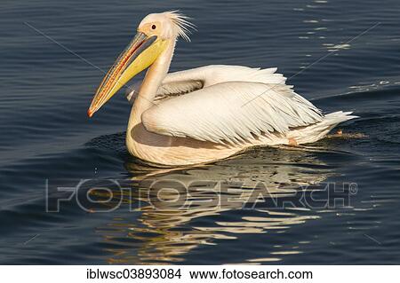 "Great White Pelican (Pelecanus onocrotalus), city of Walvis Bay, Erongo Region, Namibia, Africa" View Large Photo Image Picture - "Great White Pelican (Pelecanus onocrotalus), city of Walvis Bay, Erongo Region, Namibia, Africa". Fotosearch