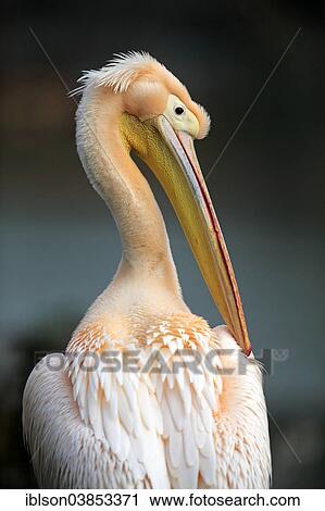 "Great White Pelican (Pelecanus onocrotalus), adult, portrait, preening, Luisenpark, Mannheim, Baden-Wurttemberg, Germany, Europe" View Large Photo Image Stock Image - "Great White Pelican (Pelecanus onocrotalus), adult, portrait, preening, Luisenpark, Mannheim, Baden-Wurttemberg, Germany, Europe". Fotosearch