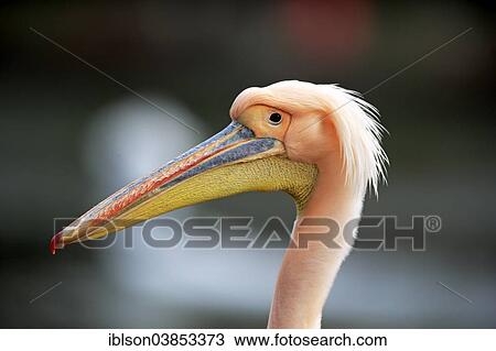 "Great White Pelican (Pelecanus onocrotalus), adult, portrait, Luisenpark, Mannheim, Baden-Wurttemberg, Germany, Europe" View Large Photo Image Stock Image - "Great White Pelican (Pelecanus onocrotalus), adult, portrait, Luisenpark, Mannheim, Baden-Wurttemberg, Germany, Europe". Fotosearch