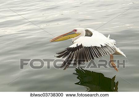 "Great White Pelican (Pelecanus onocrotalus), Walvis Bay City, Erongo Region, Namibia, Africa" View Large Photo Image Stock Image - "Great White Pelican (Pelecanus onocrotalus), Walvis Bay City, Erongo Region, Namibia, Africa". Fotosearch