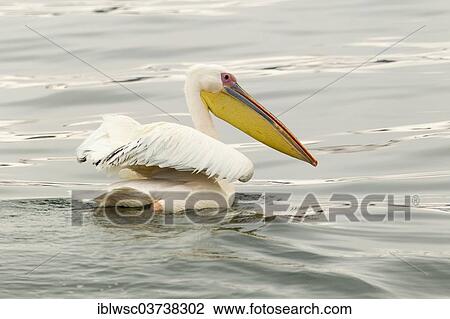 Stock Image - "Great White Pelican (Pelecanus onocrotalus), Walvis Bay City, Erongo Region, Namibia, Africa". Fotosearch