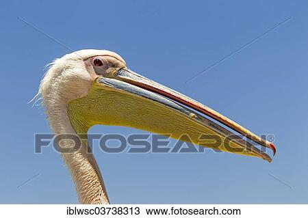 "Great White Pelican (Pelecanus onocrotalus), portrait, Walvis Bay City, Erongo Region, Namibia, Africa" View Large Photo Image Stock Image - "Great White Pelican (Pelecanus onocrotalus), portrait, Walvis Bay City, Erongo Region, Namibia, Africa". Fotosearch