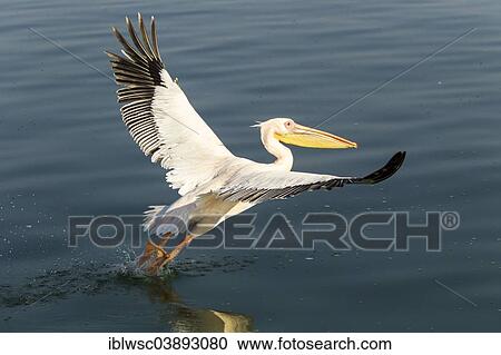 "Great White Pelican (Pelecanus onocrotalus), city of Walvis Bay, Erongo Region, Namibia, Africa" View Large Photo Image Stock Image - "Great White Pelican (Pelecanus onocrotalus), city of Walvis Bay, Erongo Region, Namibia, Africa". Fotosearch