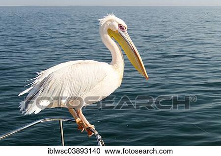 Stock Image - "Great White Pelican (Pelecanus onocrotalus), city of Walvis Bay, Erongo Region, Namibia, Africa". Fotosearch