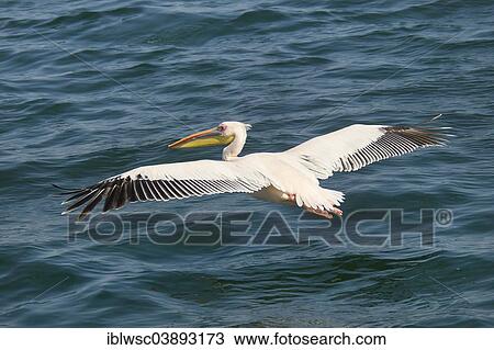 "Great White Pelican (Pelecanus onocrotalus), city of Walvis Bay, Erongo Region, Namibia, Africa" View Large Photo Image Stock Image - "Great White Pelican (Pelecanus onocrotalus), city of Walvis Bay, Erongo Region, Namibia, Africa". Fotosearch