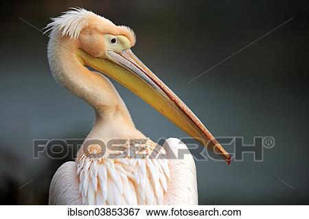 "Great White Pelican (Pelecanus onocrotalus), adult, portrait, Luisenpark, Mannheim, Baden-Wurttemberg, Germany, Europe" View Large Photo Image Stock Photo - "Great White Pelican (Pelecanus onocrotalus), adult, portrait, Luisenpark, Mannheim, Baden-Wurttemberg, Germany, Europe". Fotosearch
