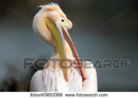 "Great White Pelican (Pelecanus onocrotalus), adult, portrait, preening, Luisenpark, Mannheim, Baden-Wurttemberg, Germany, Europe" View Large Photo Image Stock Photo - "Great White Pelican (Pelecanus onocrotalus), adult, portrait, preening, Luisenpark, Mannheim, Baden-Wurttemberg, Germany, Europe". Fotosearch