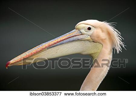 "Great White Pelican (Pelecanus onocrotalus), adult, portrait, Luisenpark, Mannheim, Baden-Wurttemberg, Germany, Europe" View Large Photo Image Stock Photo - "Great White Pelican (Pelecanus onocrotalus), adult, portrait, Luisenpark, Mannheim, Baden-Wurttemberg, Germany, Europe". Fotosearch