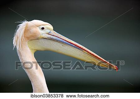 "Great White Pelican (Pelecanus onocrotalus), adult, portrait, Luisenpark, Mannheim, Baden-Wurttemberg, Germany, Europe" View Large Photo Image Stock Photo - "Great White Pelican (Pelecanus onocrotalus), adult, portrait, Luisenpark, Mannheim, Baden-Wurttemberg, Germany, Europe". Fotosearch