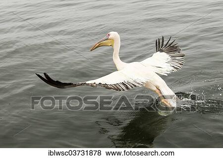 "Great White Pelican (Pelecanus onocrotalus), Walvis Bay City, Erongo Region, Namibia, Africa" View Large Photo Image Stock Photo - "Great White Pelican (Pelecanus onocrotalus), Walvis Bay City, Erongo Region, Namibia, Africa". Fotosearch