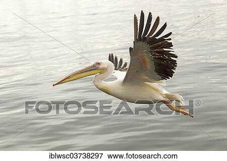 "Great White Pelican (Pelecanus onocrotalus), Walvis Bay City, Erongo Region, Namibia, Africa" View Large Photo Image Stock Photo - "Great White Pelican (Pelecanus onocrotalus), Walvis Bay City, Erongo Region, Namibia, Africa". Fotosearch