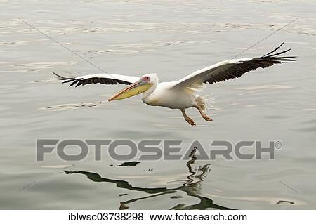 "Great White Pelican (Pelecanus onocrotalus), Walvis Bay City, Erongo Region, Namibia, Africa" View Large Photo Image Stock Photo - "Great White Pelican (Pelecanus onocrotalus), Walvis Bay City, Erongo Region, Namibia, Africa". Fotosearch