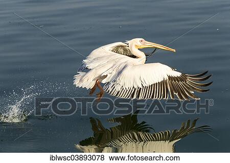 Stock Photo - "Great White Pelican (Pelecanus onocrotalus), city of Walvis Bay, Erongo Region, Namibia, Africa". Fotosearch