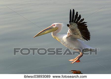 "Great White Pelican (Pelecanus onocrotalus), city of Walvis Bay, Erongo Region, Namibia, Africa" View Large Photo Image Stock Photo - "Great White Pelican (Pelecanus onocrotalus), city of Walvis Bay, Erongo Region, Namibia, Africa". Fotosearch