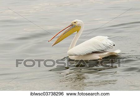 "Great White Pelican (Pelecanus onocrotalus), Walvis Bay City, Erongo Region, Namibia, Africa" View Large Photo Image Stock Photograph - "Great White Pelican (Pelecanus onocrotalus), Walvis Bay City, Erongo Region, Namibia, Africa". Fotosearch