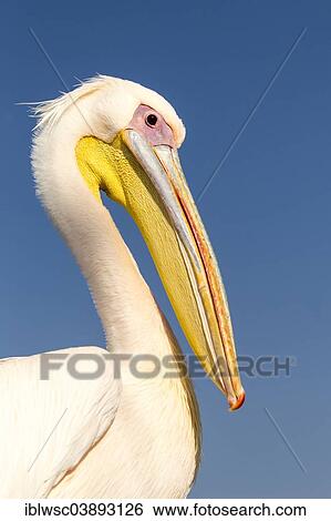 "Great White Pelican (Pelecanus onocrotalus), city of Walvis Bay, Erongo Region, Namibia, Africa" View Large Photo Image Stock Photograph - "Great White Pelican (Pelecanus onocrotalus), city of Walvis Bay, Erongo Region, Namibia, Africa". Fotosearch