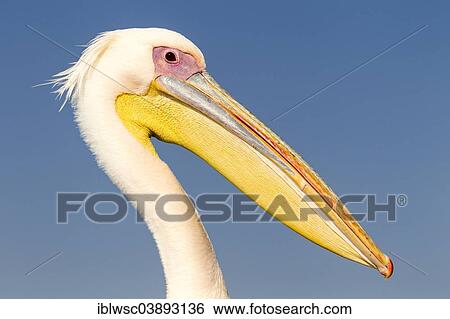 Stock Photograph - "Great White Pelican (Pelecanus onocrotalus), city of Walvis Bay, Erongo Region, Namibia, Africa". Fotosearch