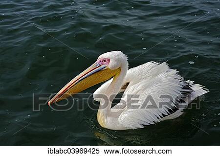 "Great white pelican (Pelecanus onocrotalus) in Walvis Bay, Erongo Region, Namibia, Africa" View Large Photo Image Stock Photography - "Great white pelican (Pelecanus onocrotalus) in Walvis Bay, Erongo Region, Namibia, Africa". Fotosearch