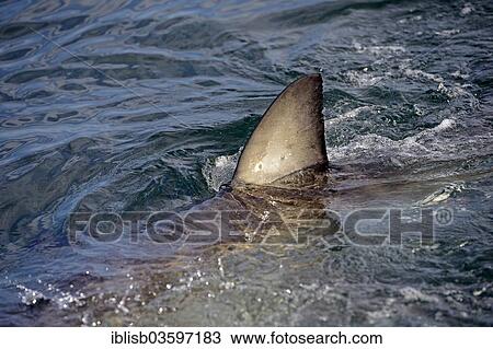 "Great White Shark (Carcharodon carcharias), dorsal fin, Seal Island, Western Cape, South Africa, Africa" View Large Photo Image Stock Image - "Great White Shark (Carcharodon carcharias), dorsal fin, Seal Island, Western Cape, South Africa, Africa". Fotosearch